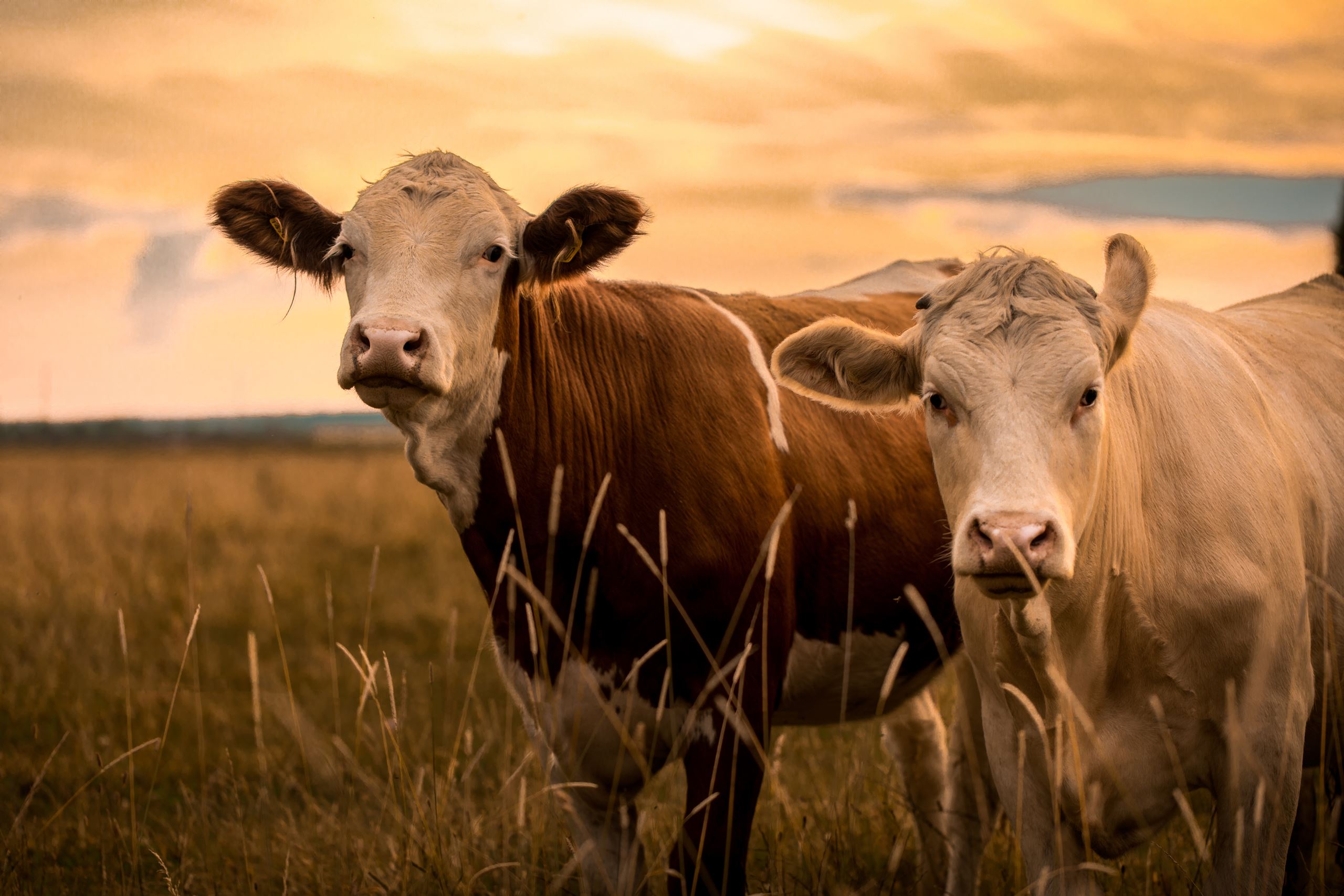 A pair of cows in a field