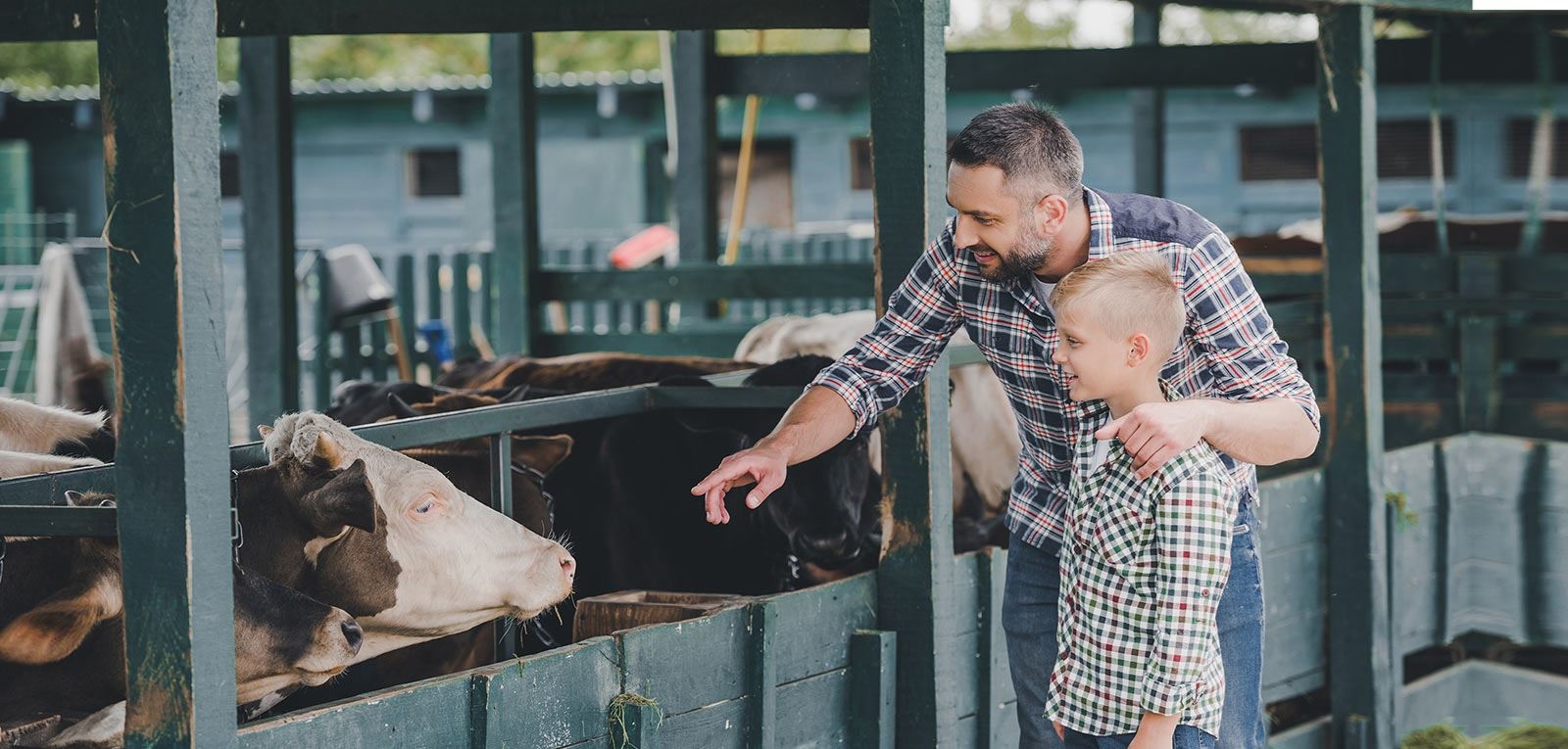 Man pointing at cow with son