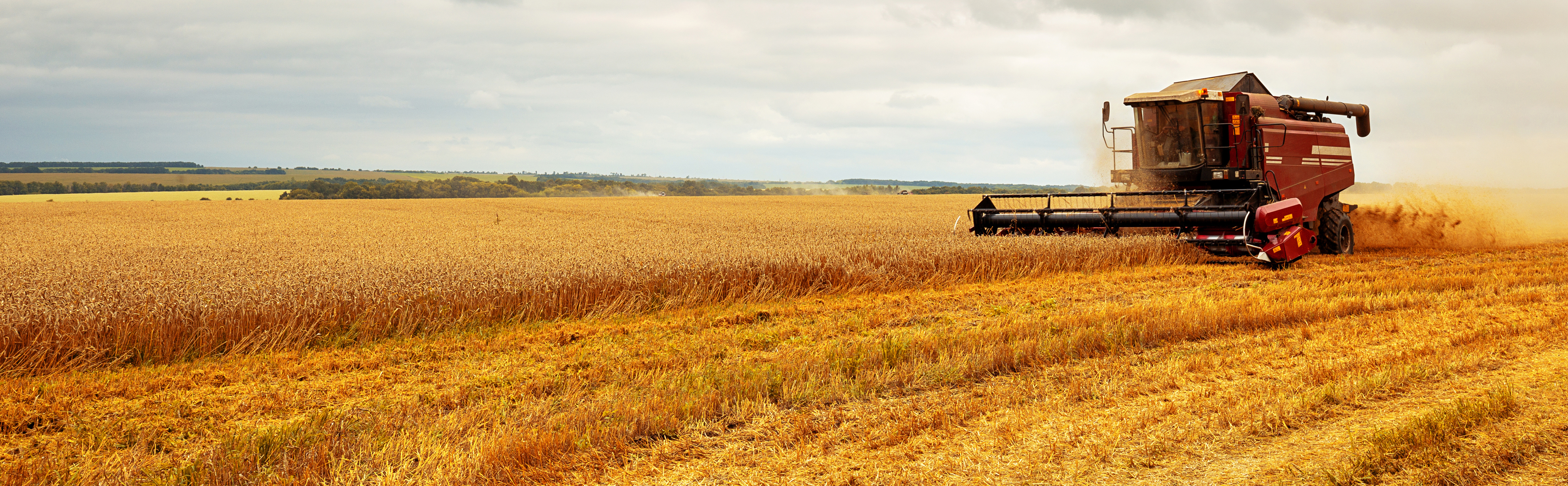 A farm tractor in a field of wheat